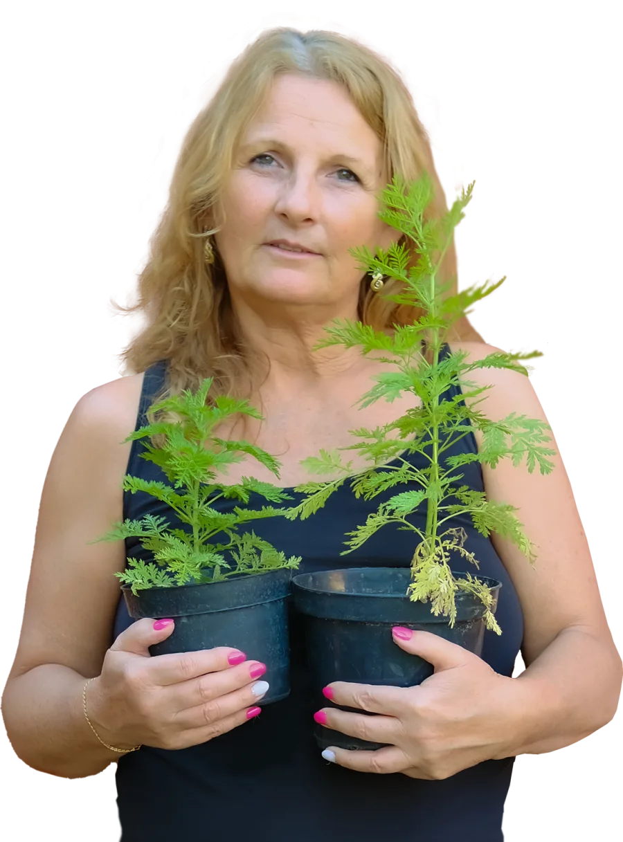 Mizsei Ilona egynyári ürömmel